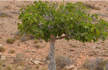 Dead Man Missing for 40 Years Found in Cyprus After Fig Tree Grows from Seed in His Stomach